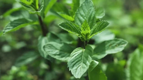 Green Mint Plant Grow Background close up. mint leaf. Stock Footage 310677224