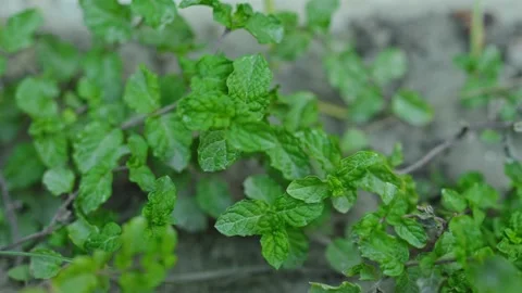 Green Mint Plant Leaves with Selective Focus Organic Herbal Concept 库存影片 337189847