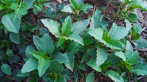 Green mint plant Stock Photos