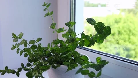 Green mint plants are sprayed with water from a spray Stock Footage 135042734