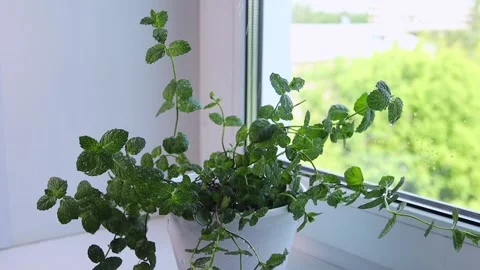 Green mint plants are sprayed with water from a spray Stock Footage 135042776