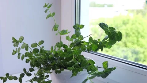 Green mint plants are sprayed with water from a spray Stock Footage 135042874