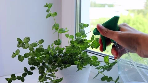 Green mint plants are sprayed with water from a spray Stock Footage 135042960