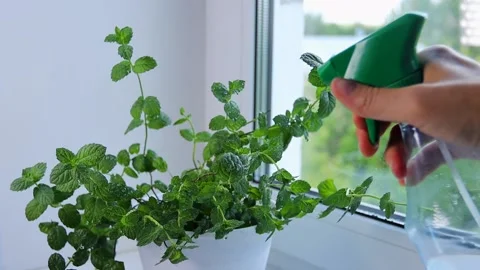 Green mint plants are sprayed with water from a spray Stock Footage 135043023