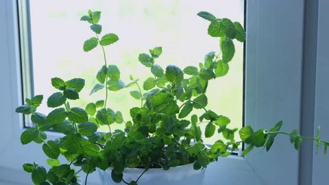 Green mint plants are sprayed with water from a spray Stock Footage 135043108