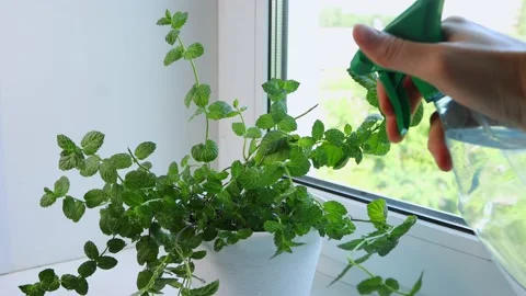 Green mint plants are sprayed with water from a spray Stock Footage 135043232