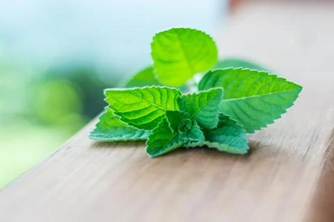 Green mint sprout on the table. Macro photography with bokeh. Stock Photos