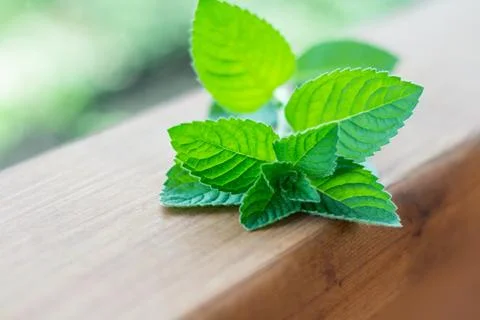 Green mint sprout on the table. Macro photography with bokeh. Stock Photos