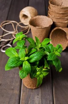 Green mint sprouts Stock Photos
