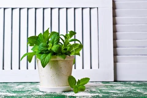 Green mint sprouts Stock Photos