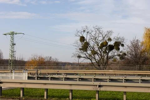 Green mistletoe hangs from a tree next to a highway in autumn Stock Photos