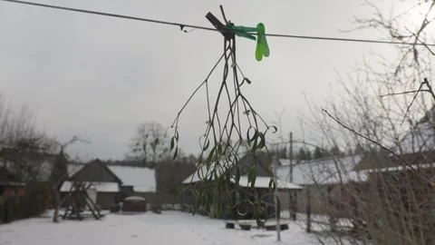 Green Mistletoe Twig Sprig with White Berries Seed Balls Hanging on a Rope on Vidéo 318140918
