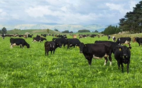 Green mix feed Stock Photos