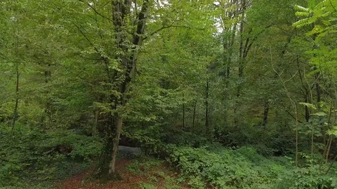 Green mixed forest captured by drone in summer Video stock 126435842