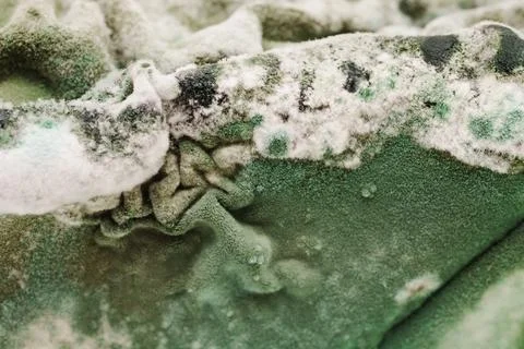 Green Mold Layer on Spoiled Cottage Cheese Stock Photos