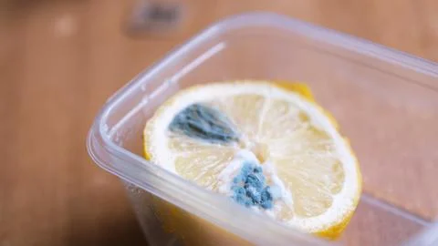 Green Mold Lemon In Container. Spoiled lemon. Stock Photos