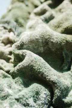 Green Mold Surface Close Up on Spoiled Cheese Stock Photos