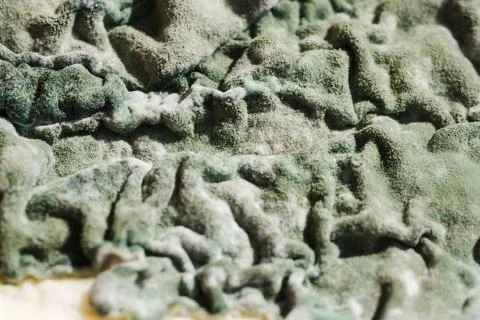 Green Mold Surface on Spoiled Cottage Cheese Stock Photos