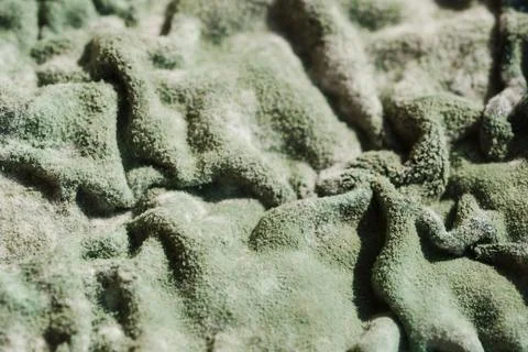 Green Mold Surface on Spoiled Cottage Cheese Stock Photos