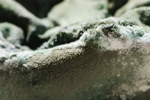 Green Mold Texture on Spoiled Cottage Cheese Stock Photos