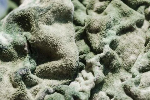 Green Mold Texture on Spoiled Cottage Cheese Stock Photos