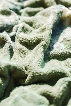 Green Mold Texture on Spoiled Cottage Cheese Stock Photos