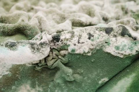 Green Mold Texture on Spoiled Cottage Cheese Stock Photos