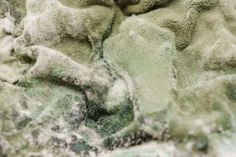 Green Mold Texture on Spoiled Cottage Cheese Stock Photos