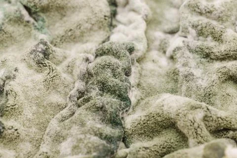 Green Mold Texture on Spoiled Cottage Cheese Stock Photos