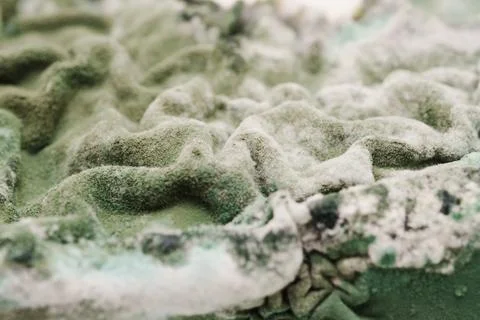 Green Mold Texture on Spoiled Cottage Cheese Stock Photos