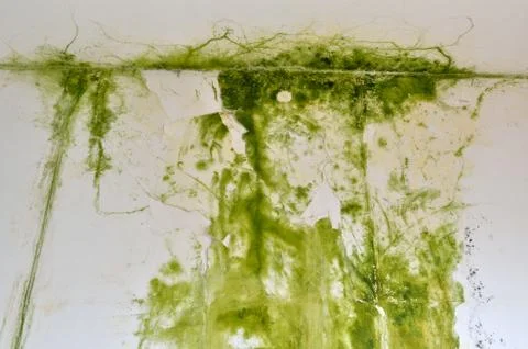 Green mold on a wall Stock Photos
