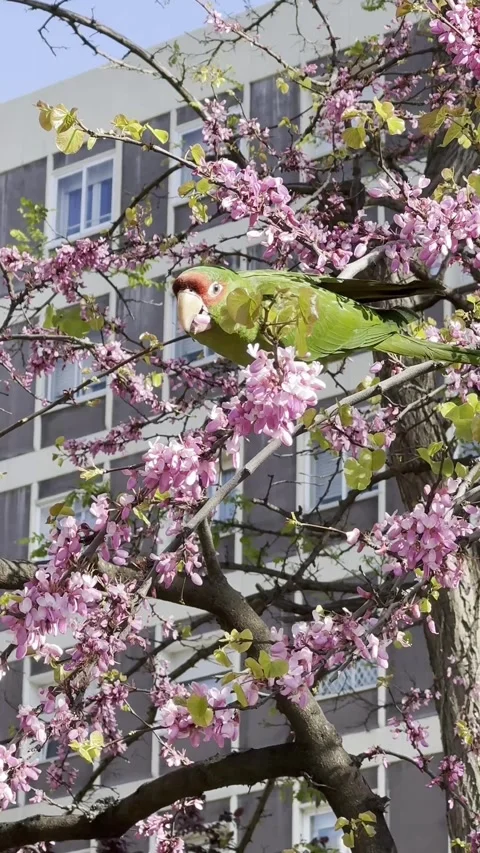 Green monarch parrot sitting on tree Stock Footage 310997754