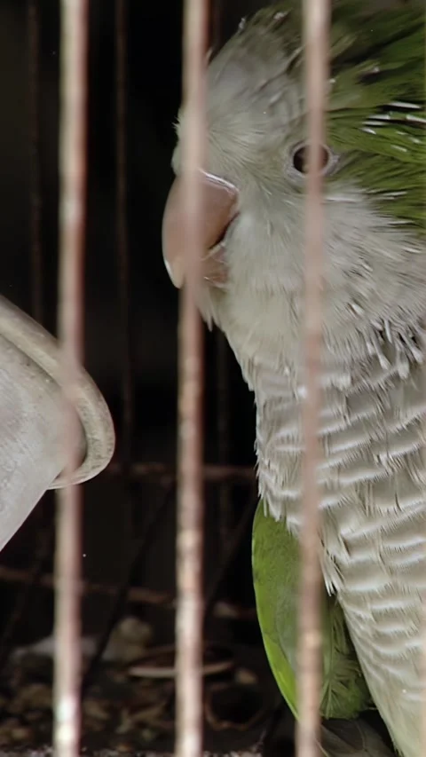 Green Monk Parakeet Looking at Camera Behind Birdcage Bars, Vertical 4K 스톡 동영상 311171284