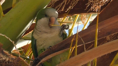 Green Monk Parakeet Perched Between Palm Tree Leaves, Close Up Zoom In 스톡 동영상 126326470