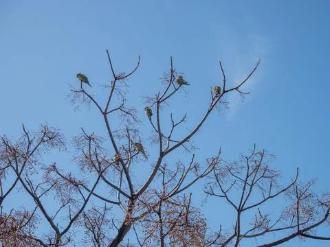 Green monk parakeets perched on bare tree branches against blue sky Foto stock