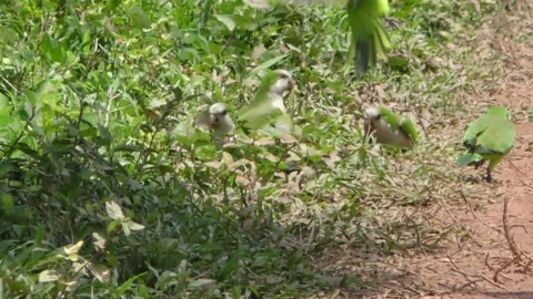 Green Monk Quaker Parakeet Flock of Parakeets on Ground Eating in Brazil 스톡 동영상 133614633