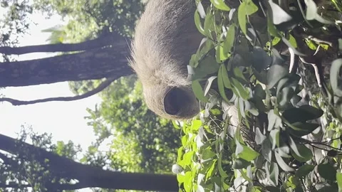 Green monkey of Barbados on a tree. Vertical shot Stock Footage 249186383