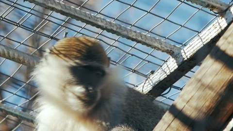 Green monkey behind bars (chlorocebus sabaeus) Видео 101824427