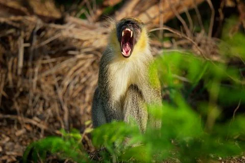 Green monkey (Chlorocebus sabaeus) also Sabaeus monkey, golden-green fur and  Stock Photos