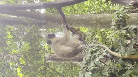 Green monkey eating a fruit on a tree branch. Vertical shot Stock Footage 249186251