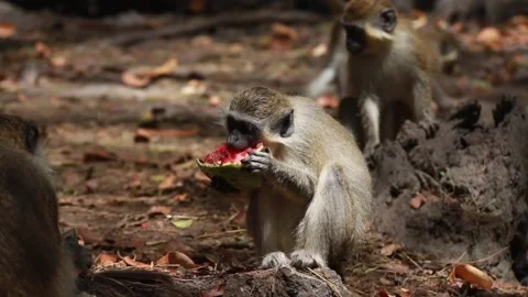 Green Monkey eating Watermelon beside other monkeys, Barbados Wildlife Reserve Stock Footage