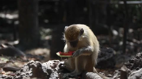 Green Monkey eating Watermelon, Isolated, Barbados Wildlife Reserve Stock Footage 152782559