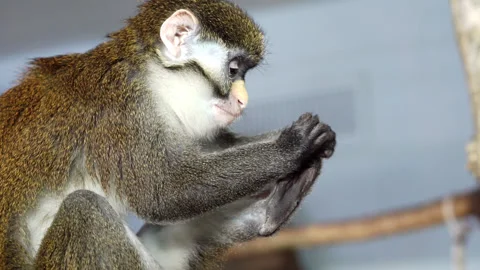 The green monkey examines his leg. Video stock 236702983