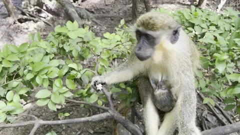 Green monkey mom with baby monkey eating on a tree branch Stock Footage 249186512