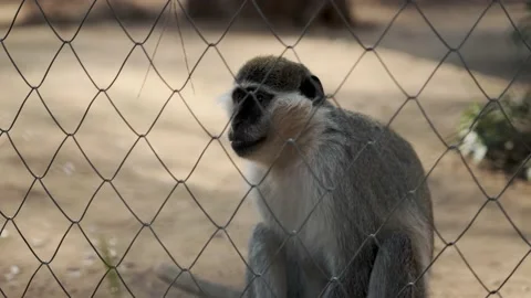 A green monkey monkey sits near the metal fence of the aviary at the zoo Stock Footage 229656097