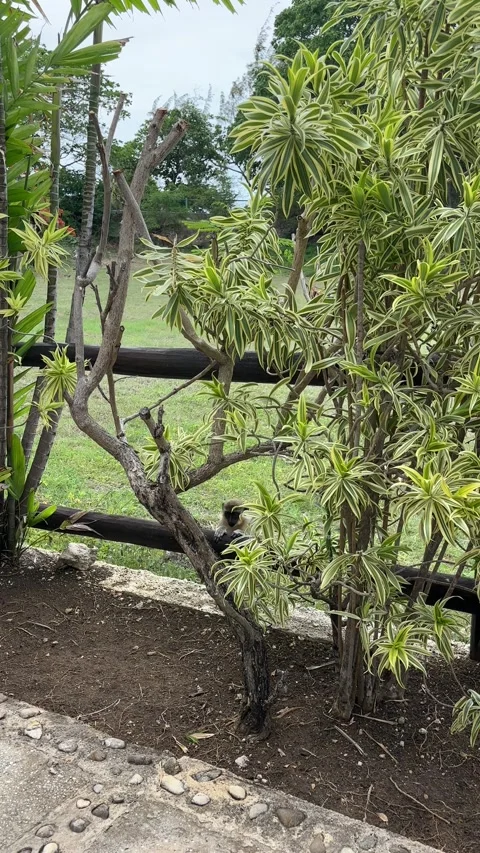 Green monkey perched in tropical garden shrubs, Barbados Stock Footage 343578924