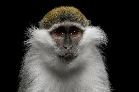 Green monkey Stock Photos