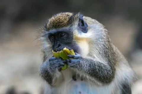 Green monkey Foto stock
