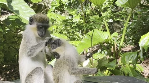 Green monkey plucking another green monkey Stock Footage 249186544