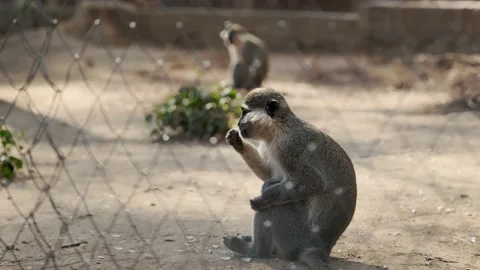 Green monkey sits behind a metal fence in its enclosure at the zoo and eats nuts Video stock 229795818